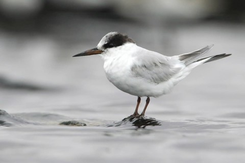 Little Tern (Sternula albifrons), Victoria, Australia