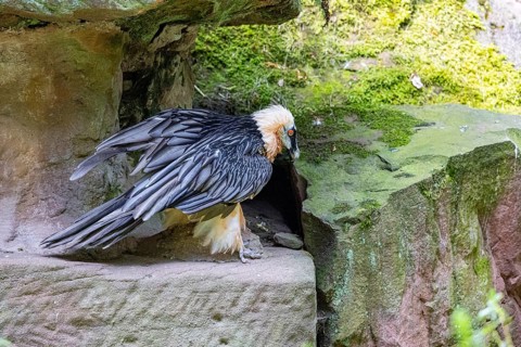 Bearded vulture (Gypaetus barbatus) captive Germany