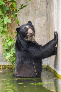 American black bear (Ursus americanus), in the water beside a wall, captive, Bavaria, Germany