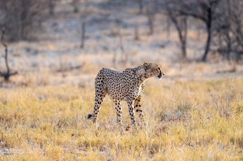 Cheetah (Acinonyx jubatus) running in dry savannah, Etosha National Park, Namibia