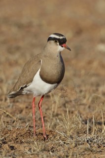 Crowned Lapwing (Vanellus coronatus), Northern Cape, South Africa