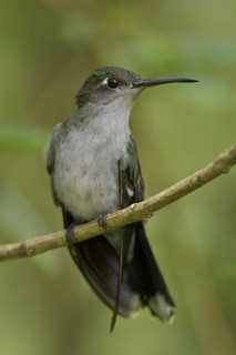 Grey-breasted Sabrewing (Campylopterus largipennis), Manu National Park, Peru