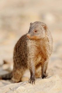Banded mongoose (Mungos mungo), captive, occurrence in Africa