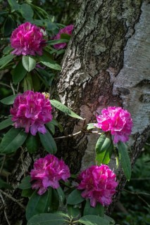 Rhododendron blossom (Rhododendron Catharine van Tol), Emsland, Lower Saxony, Germany