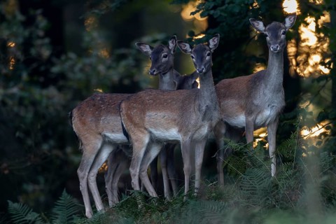Finally the new hide shows its potential and every day I have good opportunities to photograph