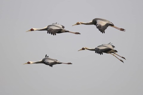White-naped Crane (Antigone vipio) flying, Arasaki, Japan