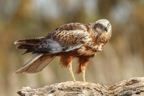 Western marsh harrier (Circus aeruginosus), male perched on a trunk, Castile-La Mancha, Spain