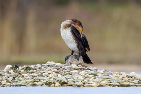 Great Cormorant (Phalacrocorax carbo) preening, North Rhine-Westphalia, Germany