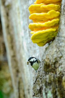 Tit looking curiously out of a tree, yellow mushrooms above, holding something in its beak, Fir tit