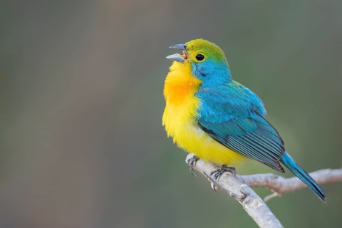 Orange-breasted Bunting (Passerina leclancherii) perched on a branch in Oaxaca, Mexico