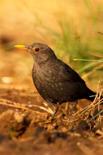 Common Blackbird (Turdus merula) female, Castile-La Mancha, Spain