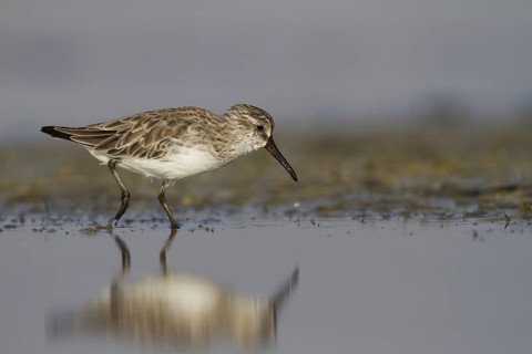 Broad-billed Sandpiper (Calidris falcinellus), Oman