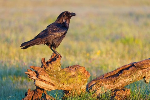 Raven, Common Raven, Raven, (Corvus cor), Grand Corbeau, Hides De Calera / Valley Hide, Calera Y