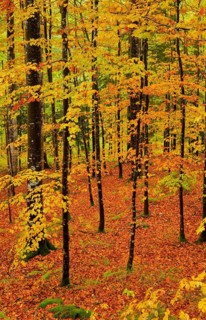 Wet beech forest in autumn on the Weissenstein, Swiss Jura in the canton of Solothurn, Switzerland