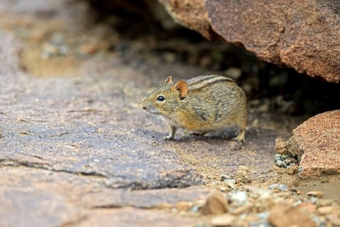 Typical striped grass mouse (Lemniscomys striatus), adult, alert, foraging, Mountain Zebra NP,