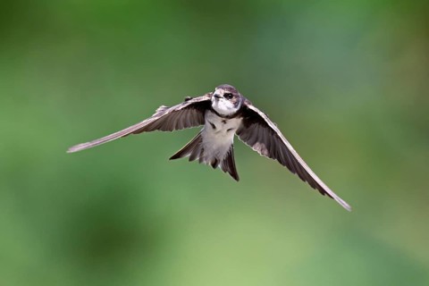 Sand martin (Riparia riparia), in flight, Reussegg nature reserve, Canton Aargau, Switzerland