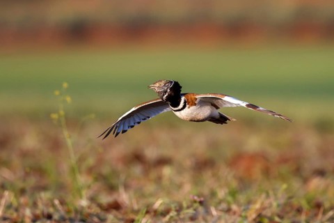 Little Bustard (Tetrax tetrax) male flying, Castile-La Mancha, Spain