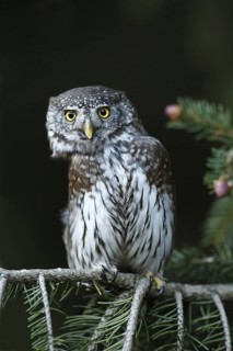 Eurasian Pygmy Owl (Glaucidium passerinum), Austria