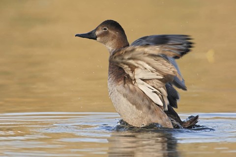 Common Pochard (Aythya ferina) female, North Rhine-Westphalia, Germany