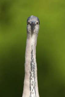 Grey Heron (Ardea cinerea), Berlin, Germany