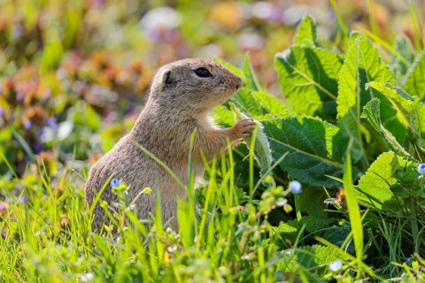 An adult ground squirrel (Spermophilus citellus) eats leaves and flowers on a sunny day in a green