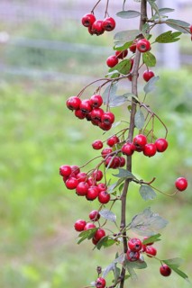Hawthorn (Crataegus monogyna) in a hedge with red berries in autumn, Wilnsdorf, North