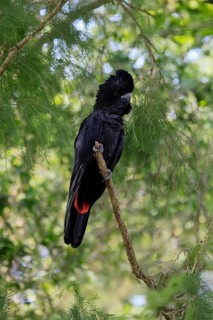 Red-tailed Cockatoo (Calyptorhynchus banksii), Banks' Cockatoo, adult, male, perch, alert,