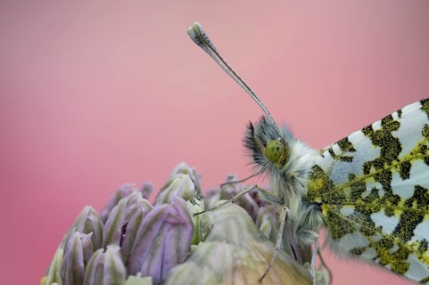 Orange tip butterfly (Anthocharis cardamines) adult male insect resting on a garden Allium flower