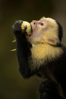 A white-faced capuchin monkey eats the fruit of a Panama tree (Sterculia sp.) in Manuel Antonio