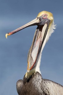 Brown Pelican (Pelecanus occidentalis), Florida, USA