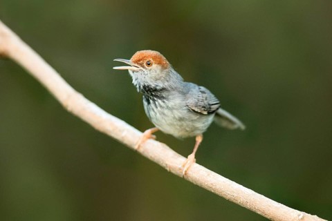 Cambodian Tailorbird (Orthotomus chaktomuk) male singing, perched on a branch, Phnom Penh, Cambodia