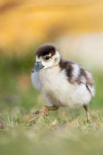 Egyptian goose (Alopochen aegyptiaca) cute chick on a meadow at the shore of a lake, Bavaria,