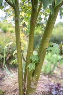 Maple (Acer pectinatum 'Sparkling'), Anchers Havecenter, Romsey, England, Great Britain