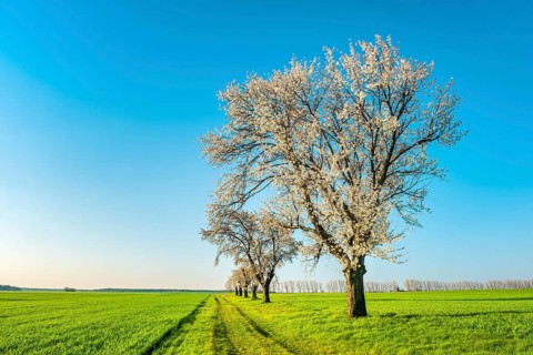A dirt road leads through a field landscape with green fields in spring, blooming cherry trees