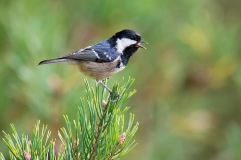 Coal Tit (Periparus ater) singing, Mecklenburg-Western Pomerania, Germany