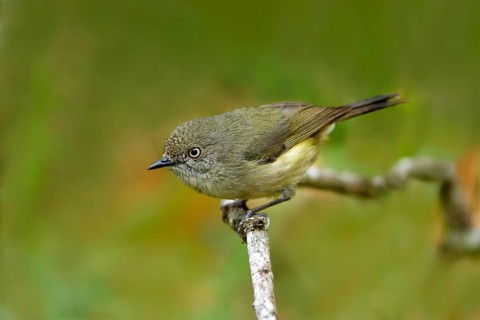 Mountain Thornbill (Acanthiza katherina), Queensland, Australia