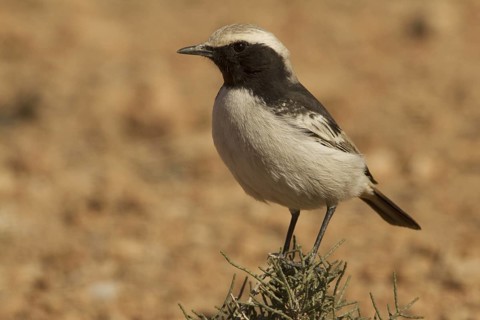 Red-rumped Wheatear (Oenanthe moesta), Morocco
