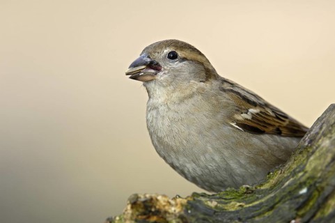 Haussperling (Passer domesticus), Weibchen, Winterfütterung, April, Oberhausen (D)