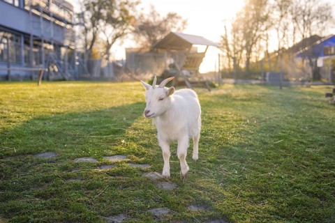 White goat moves across a sunny meadow on a farm, Schlehengäuschule, Gechingen, Hecken and Gäu
