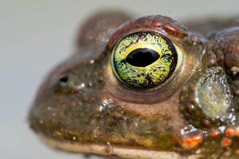 Detailed close-up of a natterjack toad's eye, highlighting intricate textures and vibrant colors
