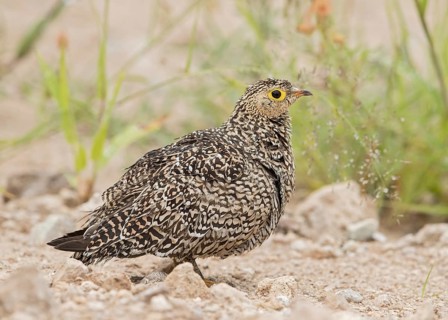 Double-banded Sandgrouse (Pterocles bicinctus) female perched on the ground, Namibia