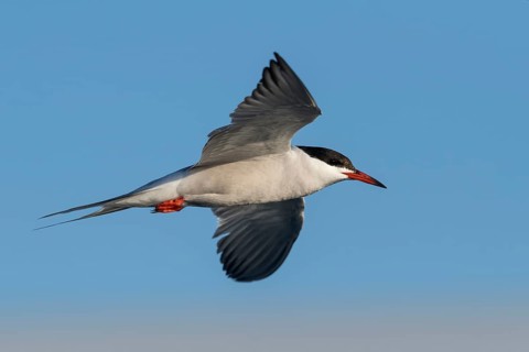 Common Tern (Sterna hirundo) flying, Eilat, Israel