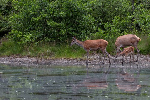 Red deer (Cervus elaphus), small animal and this year's calf at a pond in the forest, family, baby