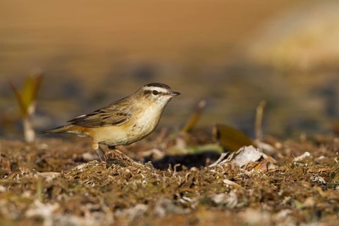 Sedge Warbler - Schilfrohrsänger - Acrocephalus schoenobaenus, Morocco