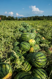 Melons, harvest, watermelon, near Bad Krozingen, Markgräflerland, Breisgau, Black Forest, Germany