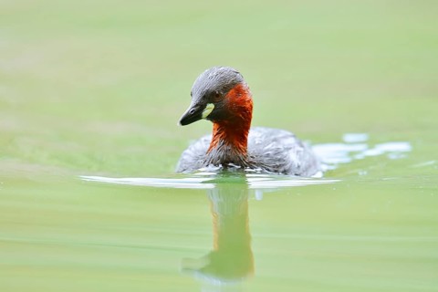Little grebe (Tachybaptus ruficollis), North Rhine-Westphalia, Germany
