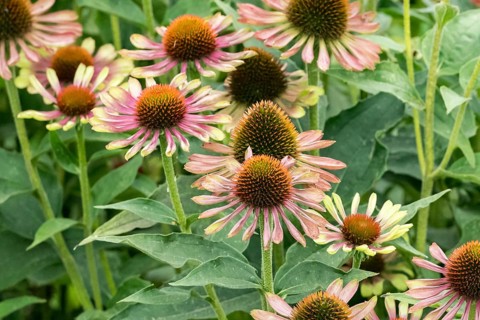 Coneflower (Echinacea purpurea 'Green Twister'), perennial nursery Manja Löchel, Federal Republic