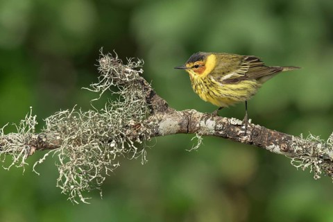 Cape May Warbler (Setophaga tigrina) male perched on lichen branch, Texas, USA
