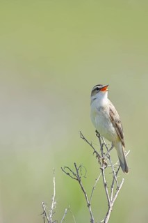 Reed Warbler (Acrocephalus schoenobaenus) singing in a shrub, Wildlife, Lembruch, Ochsen Moor,
