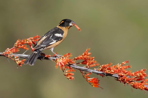 Black-headed Grosbeak (Pheucticus melanocephalus) male perched on a branch with a flower in its